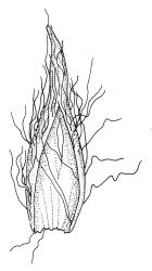 Macromitrium grossirete, calyptra, dry.
 Image: R.C. Wagstaff © All rights reserved. Redrawn with permission from Vitt (1983). 